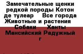 Замечательные щенки редкой породы Котон де тулеар  - Все города Животные и растения » Собаки   . Ханты-Мансийский,Радужный г.